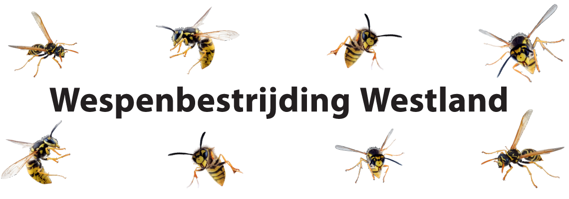 Wespenbestrijding Westland Header Image